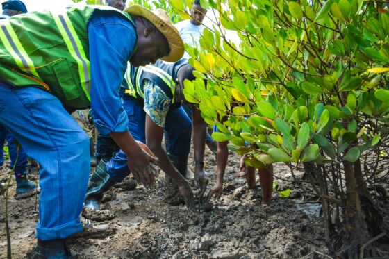 NaMATA and Kenya Forest Service Unite for Mombasa’s Coastal Ecosystem Restoration